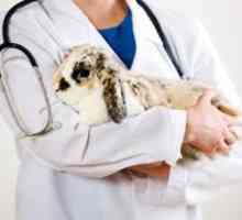 Od liječenja proljeva kod zečeva? Bolesti kunića: simptomi i liječenje
