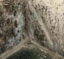 Je li zid od kalupa i gljiva? Učinkovito sredstvo u borbi protiv plijesni i gljivica