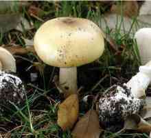 Što je opasno gljiva bijela toadstool?