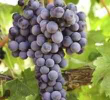 Što sprejati grožđe u jesen? Autogorska obrada grožđa od bolesti
