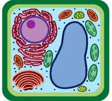 Ono što razlikuje bakterijske stanice od biljne ćelije: značajke strukture i vitalne aktivnosti