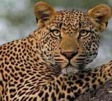 Koja je razlika između geparda od leoparda: opis i razlike grabežljivaca