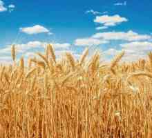 Koja je razlika između izgleda raži i pšenice?