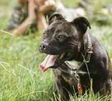 Koja je razlika između Staffordshire Terriera i pit bika? foto