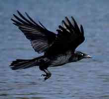 Koja je razlika između gavrana i vrane? Koja je razlika između lutaka i vrane?