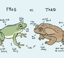 Koja je razlika između žabe i žabe? Sličnost žaba i zubaca