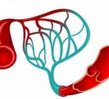 Što razlikuje arterije od vene: značajke strukture i funkcioniranja