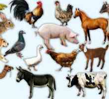 Koja je razlika između domaćih životinja i divljih životinja?
