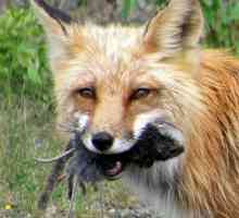 Što lisica jede? Što lisica jede u šumi zimi?