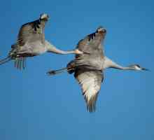 Što Crane jede u prirodi: Značajke i zanimljive činjenice