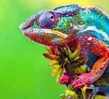 Što kameleoni jedu, gdje žive, zašto mijenjaju boju