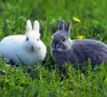 Što zečevi jedu? Dekorativni kunići: njegu i održavanje. Hrana za kuniće