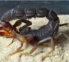Što škorpioni jesti u prirodi i terariju?
