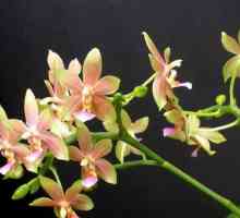 Kako hraniti orhideja kod kuće?