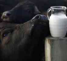 Koliko je korisno bivolno mlijeko? Kalorija i hranjiva vrijednost pića