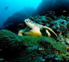 Što je poznato po zelenoj morskoj kornjači?