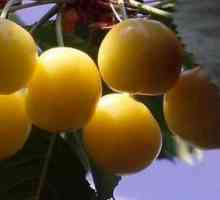 Cherry Chermash: opis, karakteristike sorte i recenzije