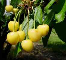 Cherry Drogana žuta: opis, karakteristike, sadnja i briga, recenzije