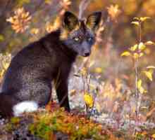 Crnokrvena lisica: fotografija, opis. Crvenkasta lisica u prirodi i kod kuće