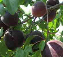 Crna marelica "crni princ": opis uzgoja, značajke uzgoja i odgovora
