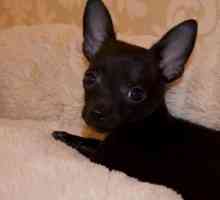 Crna Chihuahua: opis