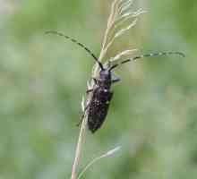 Crna borova šipka: izgled, opis stadija razvoja i štete uzrokovane insekata