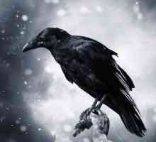 Crowova dvorana: opis i značajke