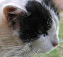 Šuga u mačaka: simptomi i liječenje. Je li šuga prenesena iz mačke na osobu?