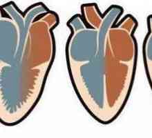 Četveročentna srca imaju vodozemce i gmazove: primjeri
