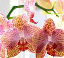 Što ako orhideje trune korijene? Kako spasiti biljku?
