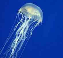 Što učiniti ako meduza žudi: prva pomoć, lijekovi, narodni lijekovi