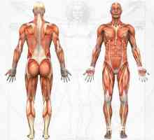 Što učiniti s istezanjem mišića tijela osobe?