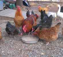 Što kokoši jedu na farmi peradi i kod kuće?