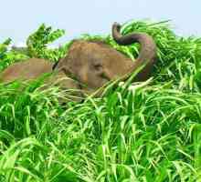 Što slonovi jedu? Što slonovi jedu? Koliko jedan slon svaki dan jede?