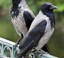 Što vrana jesti u divljim i domaćim uvjetima. Sadržaj vrana kao ljubimac