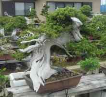 Što je bonsai? Kako rasti mini-stablo kod kuće?