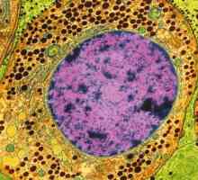 Što je citoplazma? Struktura, sastav i svojstva citoplazme