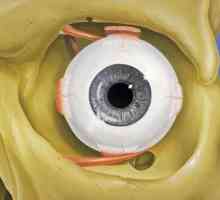 Što je oko? Što funkcionira oko u ljudskom tijelu?