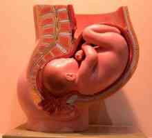 Što je embriologija? Što znanost proučava embriologiju?
