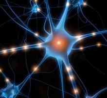 Što su neuroni? Struktura i funkcije neurona