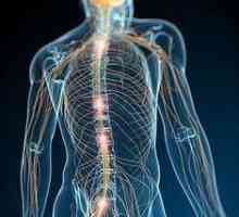 Što je živčani sustav? Aktivnost živčanog sustava, stanje i zaštita