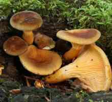 Što je nejestive gljive?