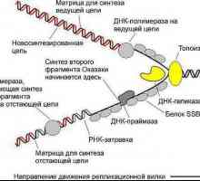Što je RNA polimeraza? Koja je funkcija RNA polimeraze?