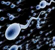 Što je spermatogeneza? Definicija, razdoblja
