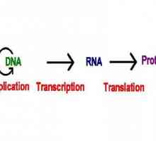 Što je transkripcija u biologiji? Ovo je faza sinteze proteina