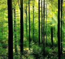 Što raste u šumi i tko živi? Opis proljetne i jesenske šume