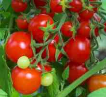 Čudesna rajčica: uzgoj i uzgoj