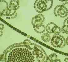 Цианобактерия - это... Цианобактерии: строение, общие сведения