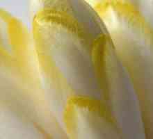 Ciklička salata (endive): fotografija, koristi i štete, raste iz sjemena, kada se sadi