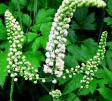 Tzimicifuga (biljka): opis, sadnja i njegu
